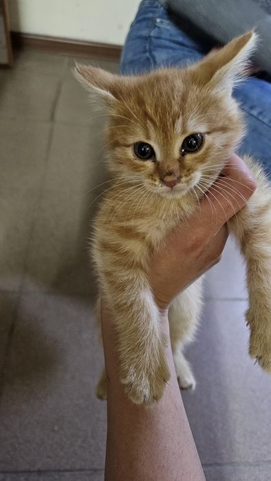 Отдадим котёнка в Добрые руки. Мальчик.