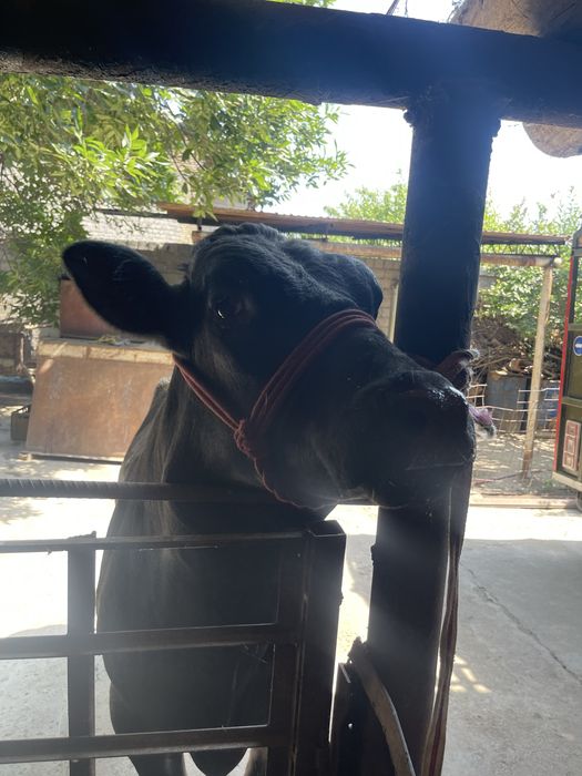Angus buqa sotiladi
