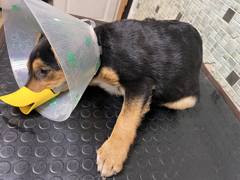 Щенок ротвейлер, 3 месяца