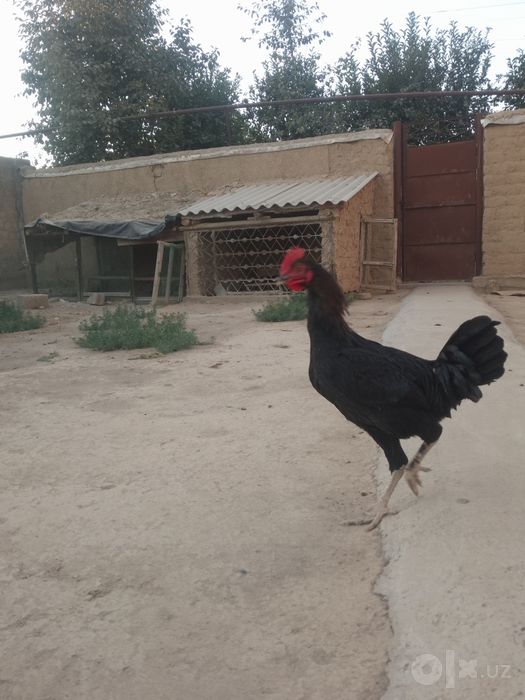Bir par jaydari sotiladi