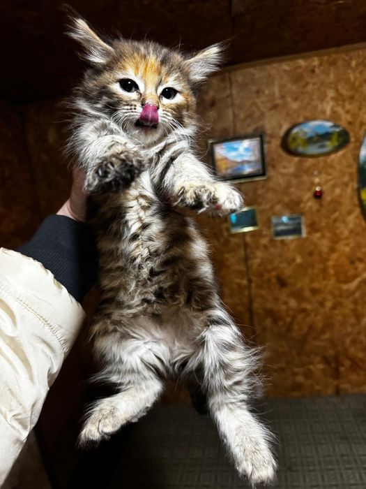Котёнок метис мейн-кун