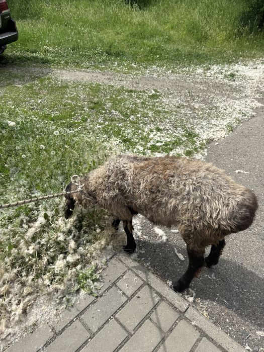 Қошқар срочно торг бар