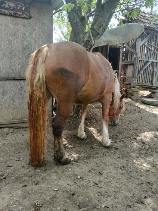 Vând mânză de 3 ani cu acte preț 3500 de euro sau schimb cu o iapă neagră