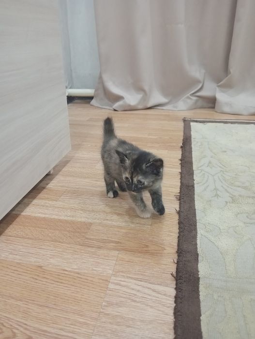 Кошка, котята в добрые руки