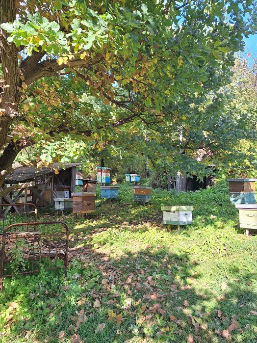 Продам пасеку с Григорьевка.