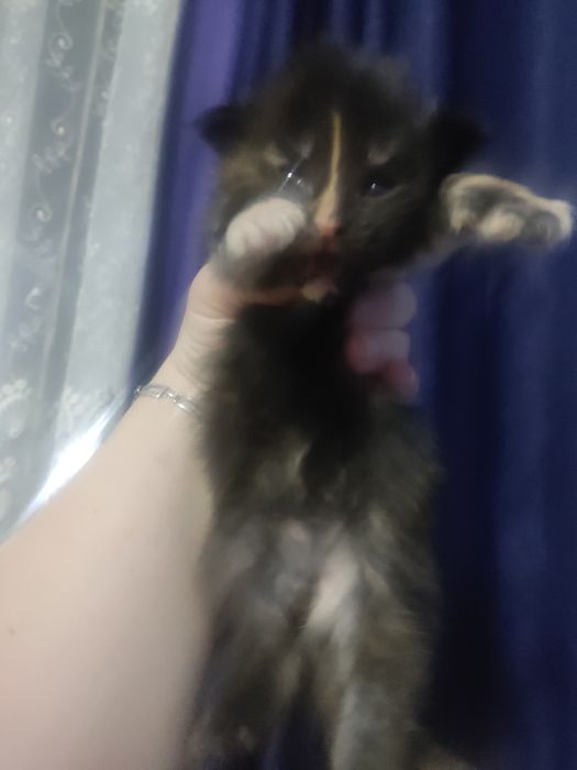 Продам очень крупные котята породы Мейн-кун