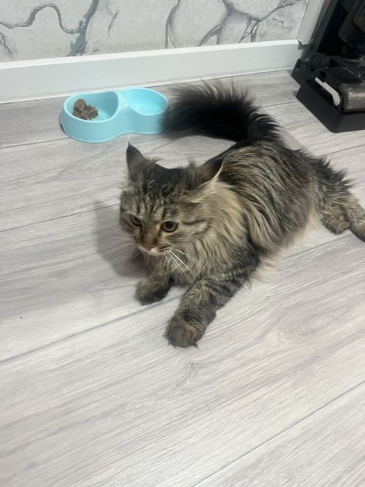 Отдам в хорошие руки кота
