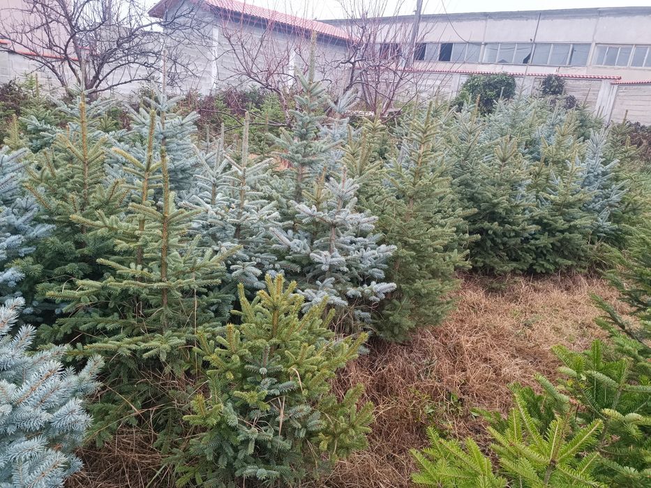 Сребрист смърч  и обк. Ела