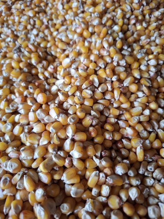 Vând porumb bob sticlos