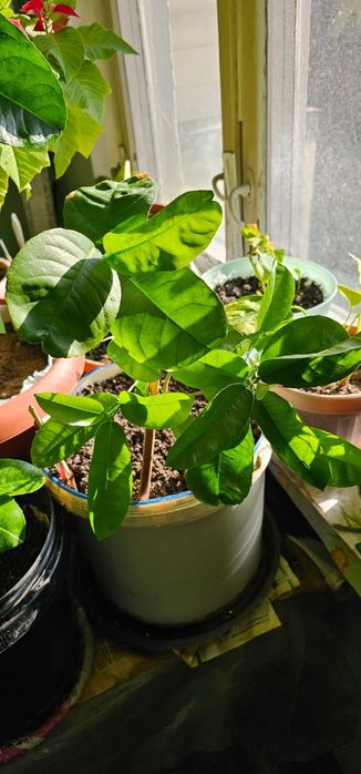 Продам цветы комнатные