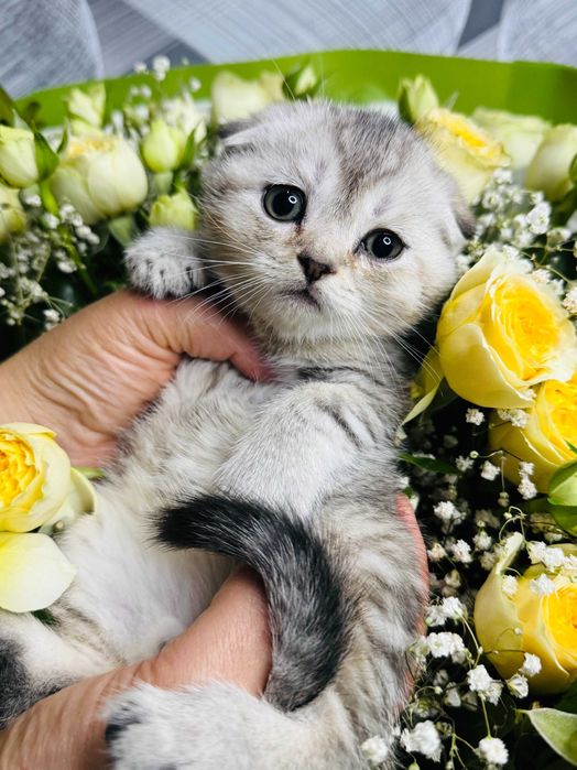 шиншиллы шикарные детки