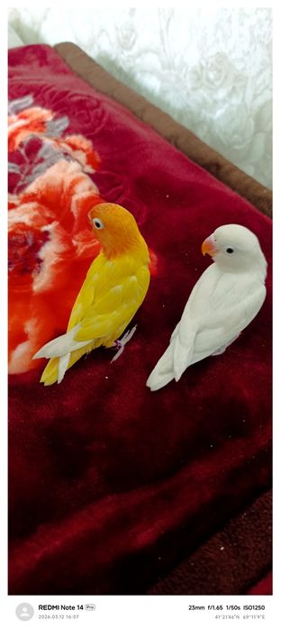 Ruchnoy popugay nerazluchka