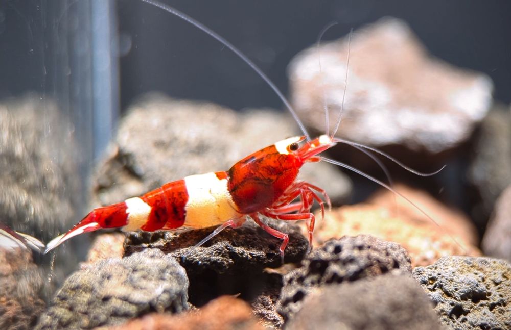 Аквариумни скариди Red Wine