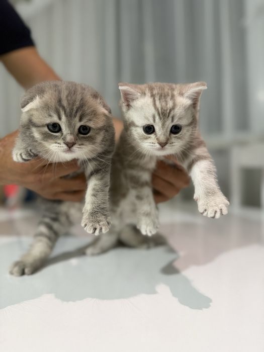 Шотландские котята