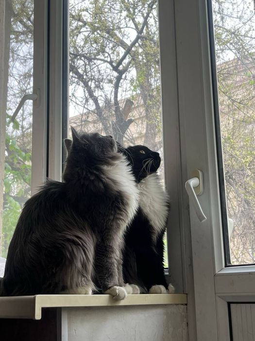 Отдаю двух котов