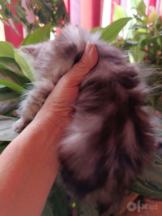 Вислоухий котенок
