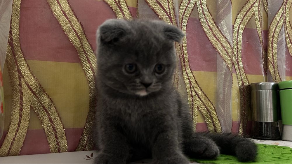 Продаётся котёнок!