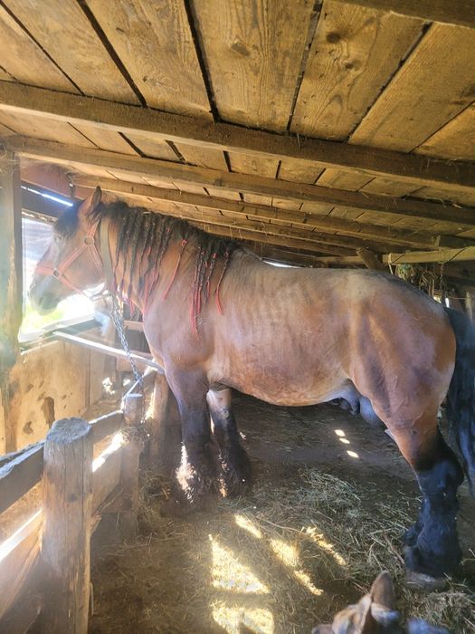 De vânzare 2 armăsari