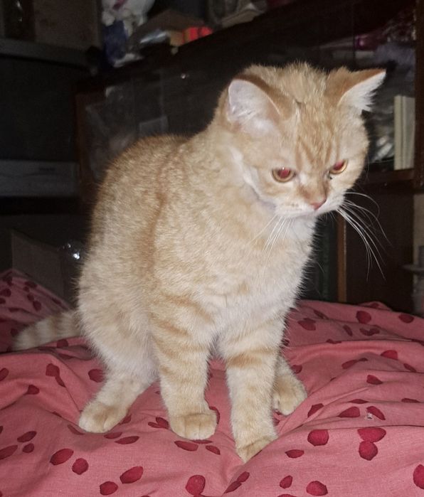 Британский котёнок, 6 месяцев, кремовый табби