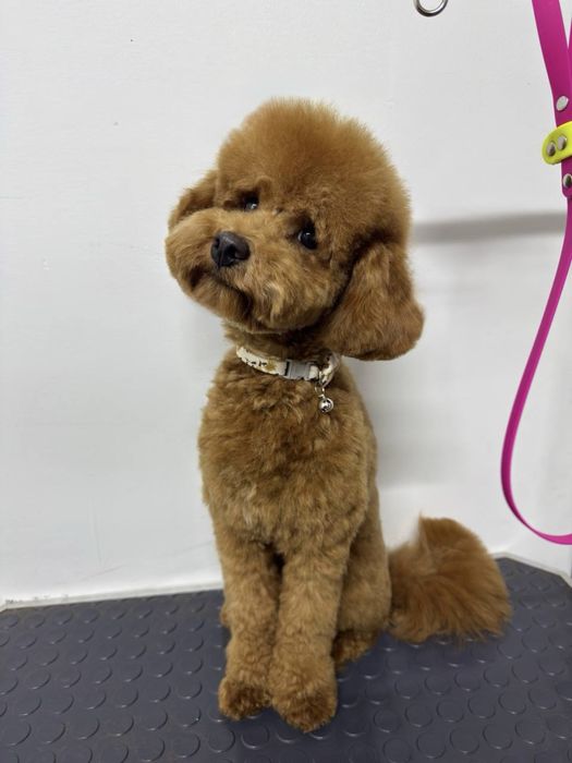 Стрижка и уход для собак