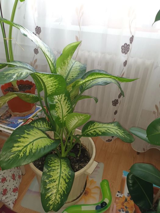 Plantă ornamentală