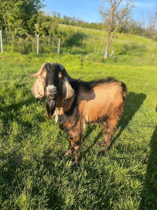 Țap angolo nubian de vânzare