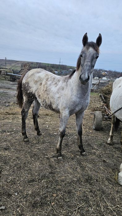 Spre vanzare, mânză