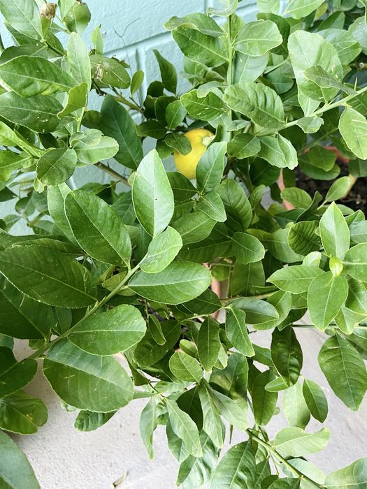 Лимон -лайм в продаже