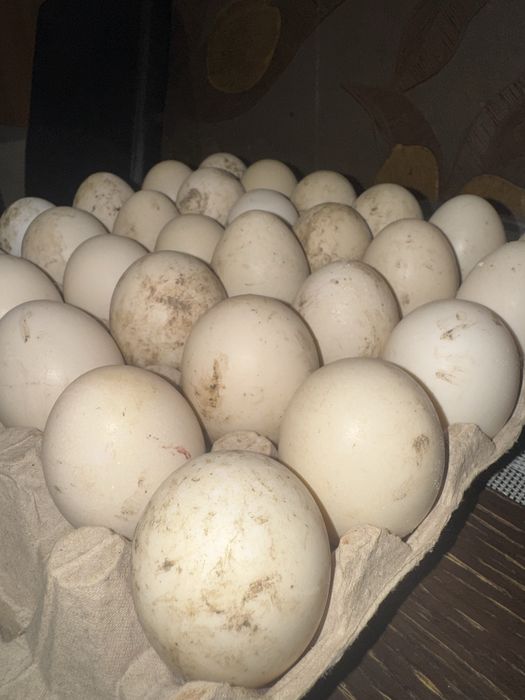 Oua rate mute(lesesti)