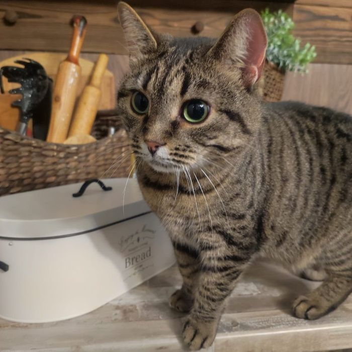 Кошечка Скумбрия ищет дом