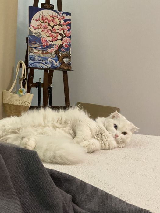 Продам разноглазую Турецкую Ангору