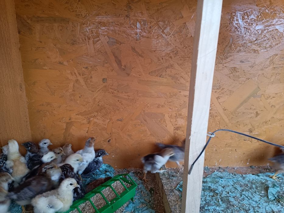 Pui 3saptamani,brahma(potârnichiu,bobat, porțelan) Australorp,marans, brakel,la bresse,