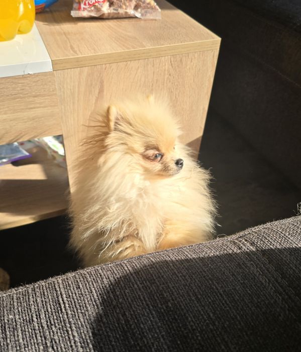 Спешно Продава се померанче на 5 месеца