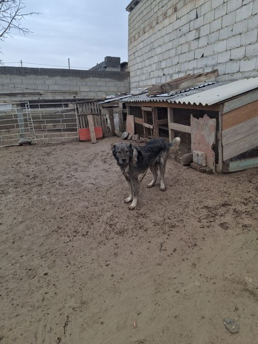 Ит сатылады. 2 жылдық ит. Жуас. Қабаған емес.