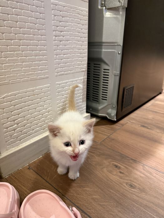 Отдадим котенка в добрые ручки