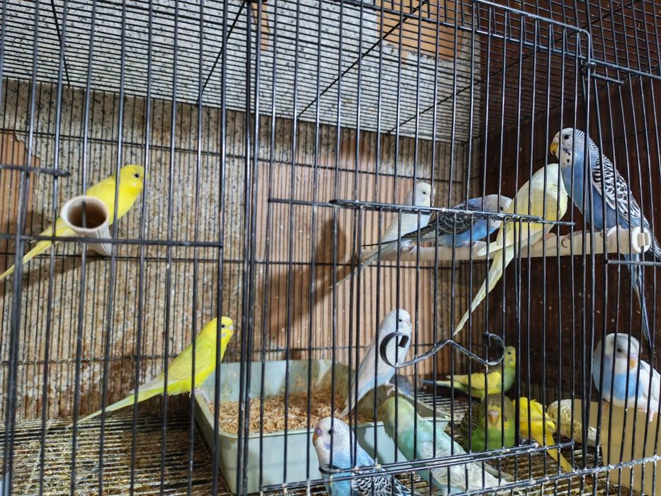 Попугай волнистый