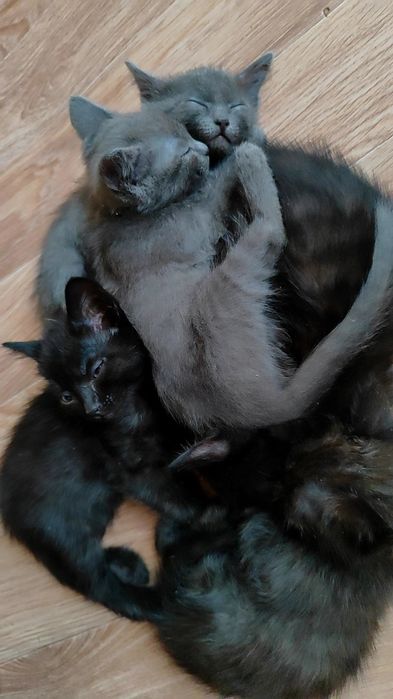 Милые котики ищут новым дом