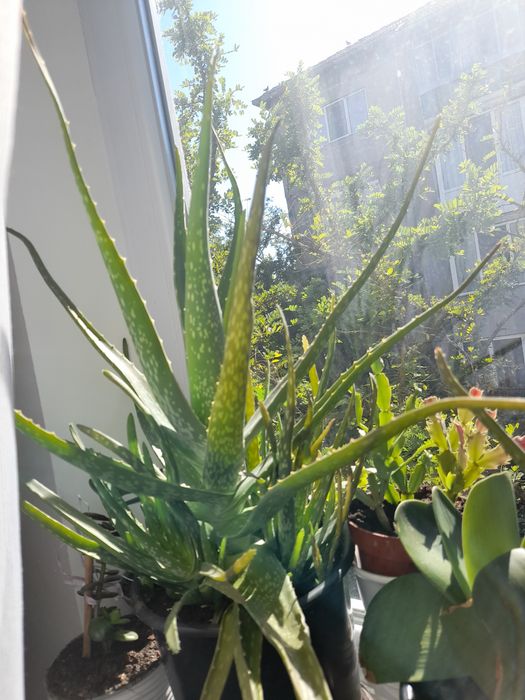 Aloe vera planta cu ghiveci