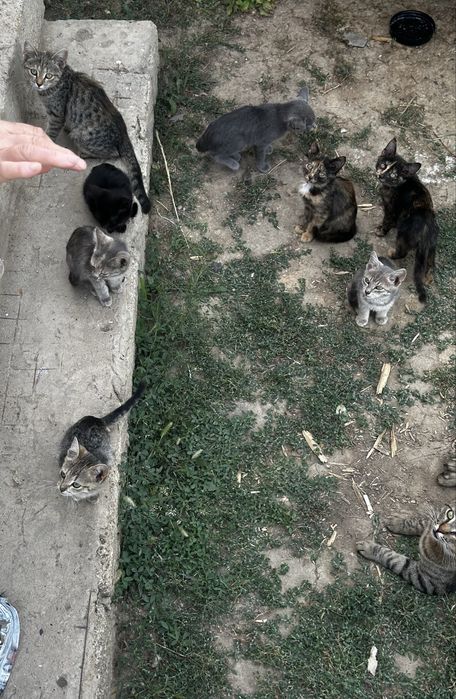Отдам котят в добрые руки