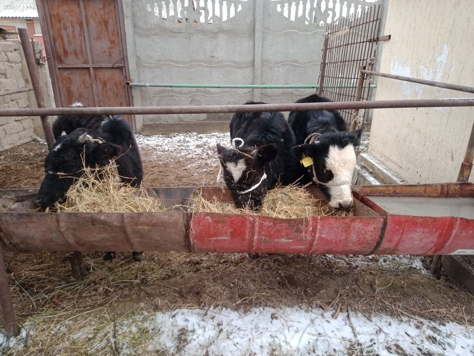 Бұқалар сатылады бағасы 310000мынан саудасы бар