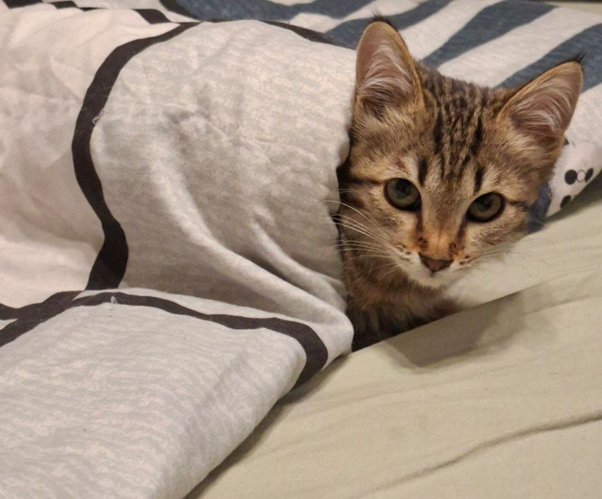 Котёнок 4 месяца, мальчик. Домашний  самостоятельный мальчик.