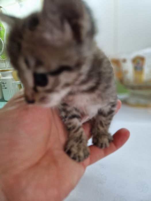 Котёнок  красивенький
