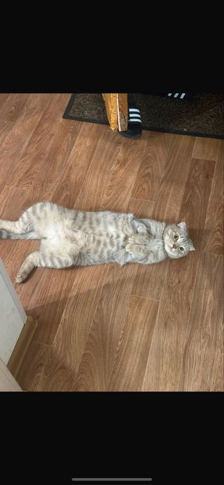 Отдам кота БЕСПЛАТНО