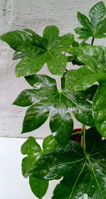 Фатсия японская (Fatsia japonica). Экзотические цветы для дома и офиса