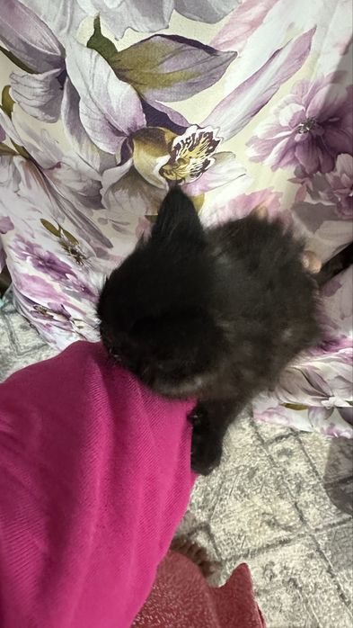 Котенок в добрые руки 1,5/2 месяца