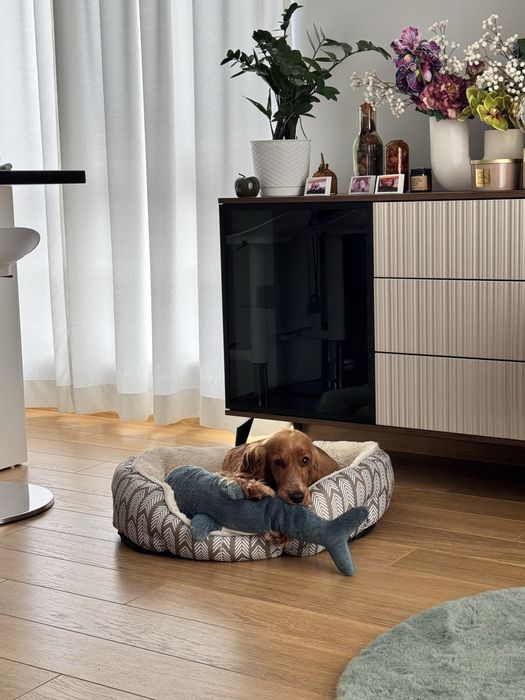 Кокер шпаньол на 10 месеца