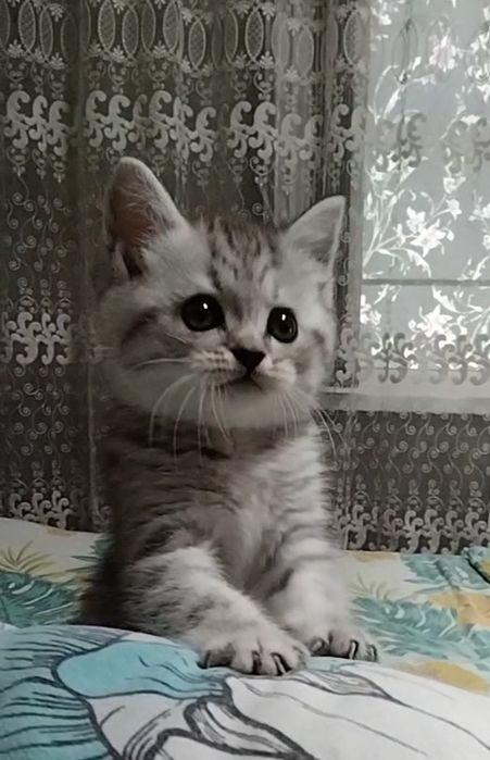 Мальчик. Скоттиш страйт