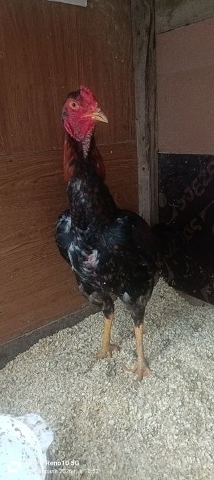 Бойцовский петух июнь месяц