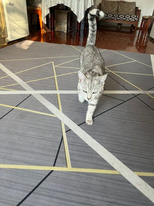 Отдам даром кошек