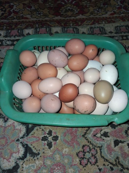 Яйца домашних кур